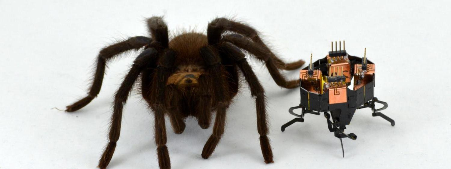Robot sits next to a hairy spider against a white background