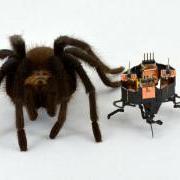 机器人坐在白色背景下的一只毛茸茸的蜘蛛旁边